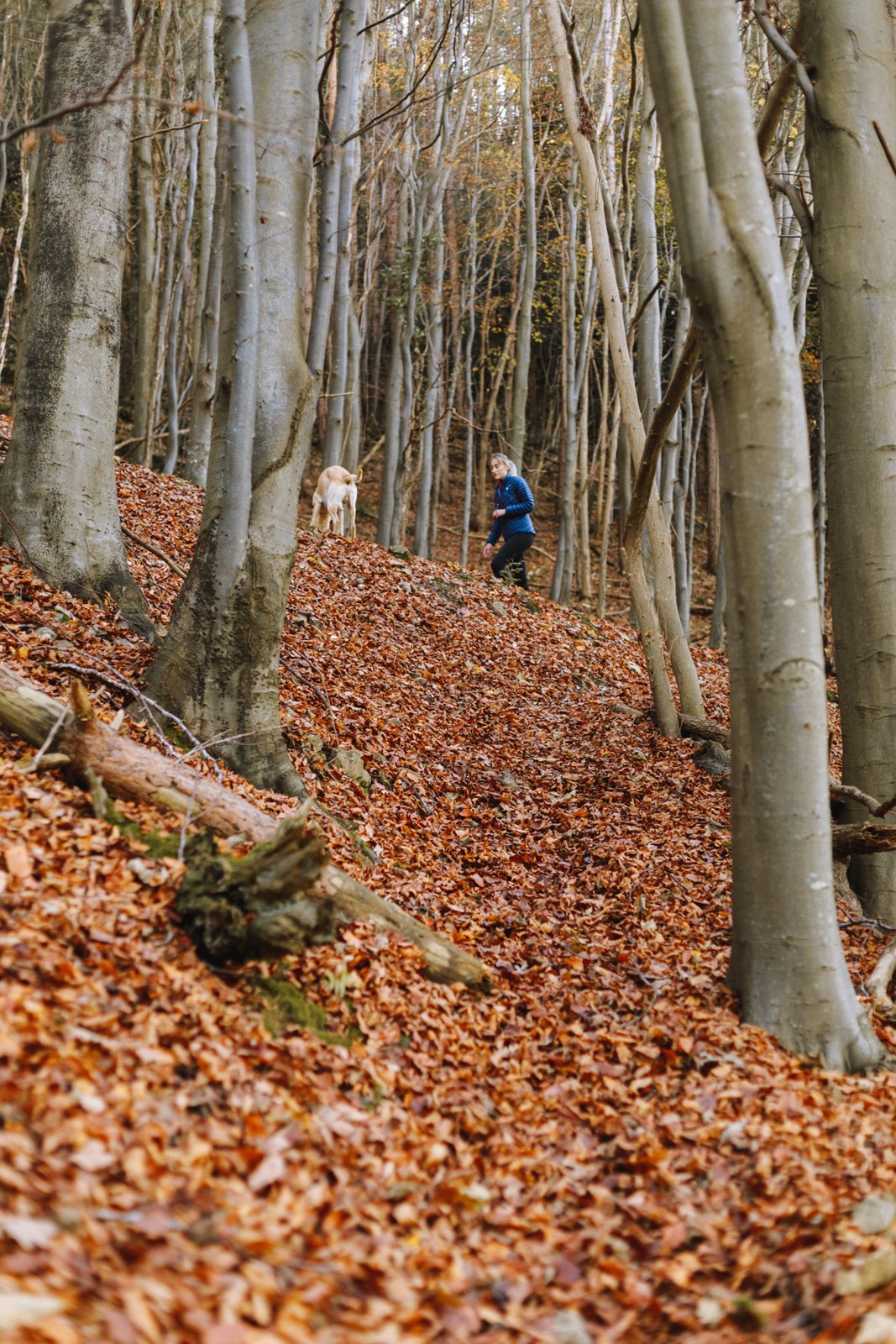 woman and dog hike on hill in fall