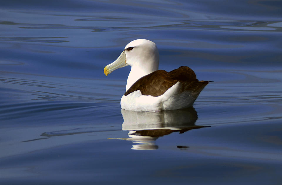 Bird Swimming
