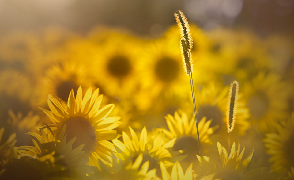 Sunflowers Garden