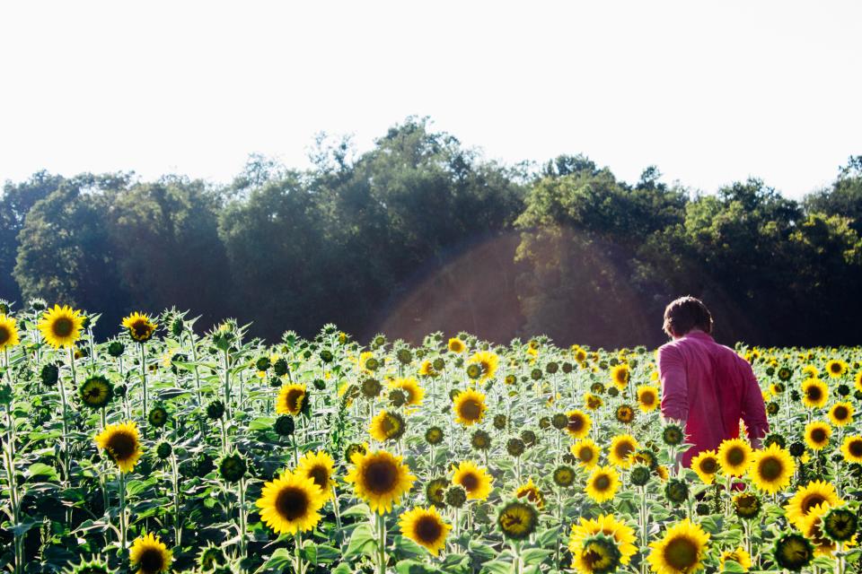 Sunflowers Garden