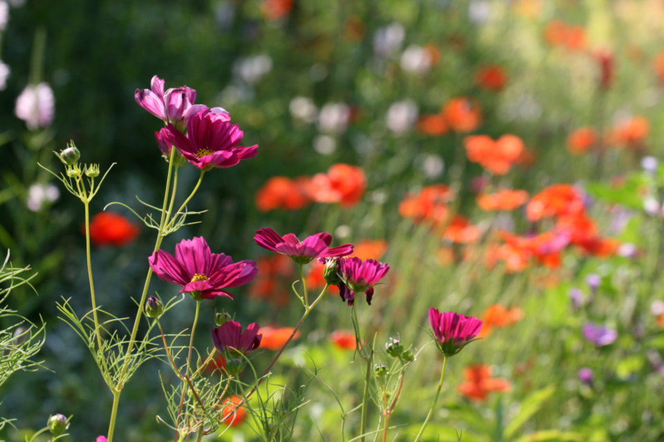 Flowers Garden