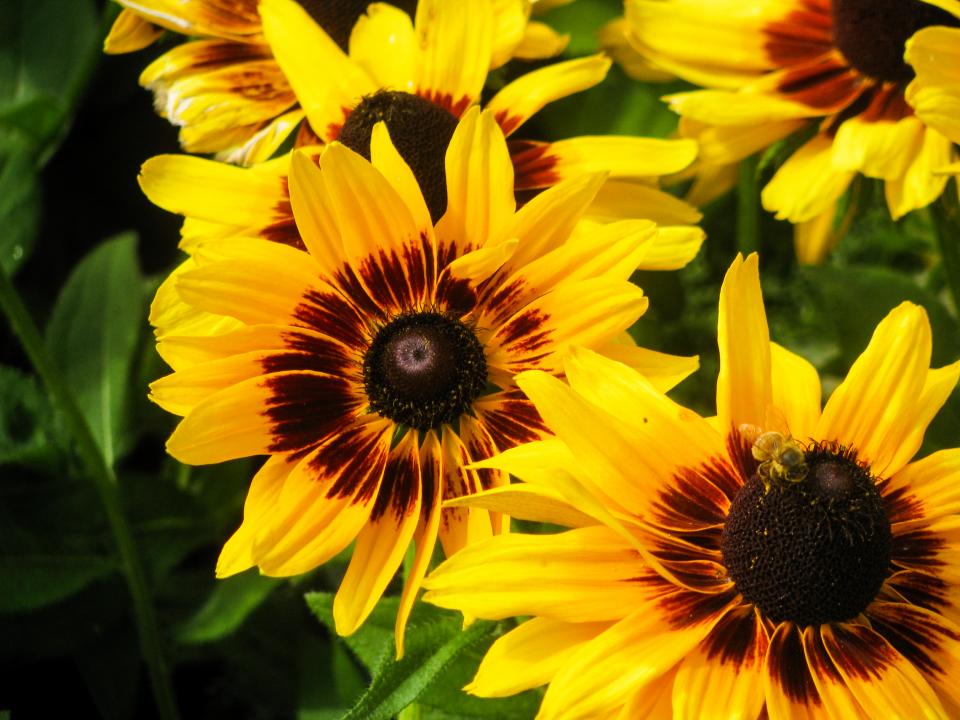 Sunflowers Garden