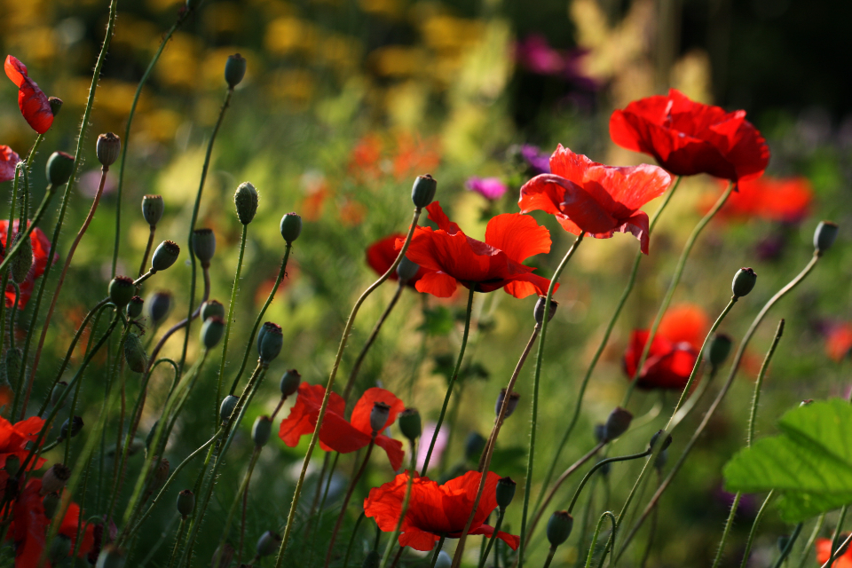 Flowers Garden