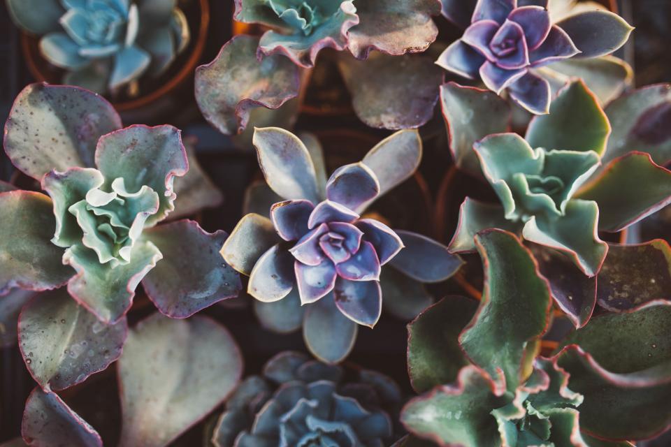 Flowers Garden