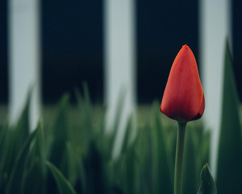 Flowers Garden