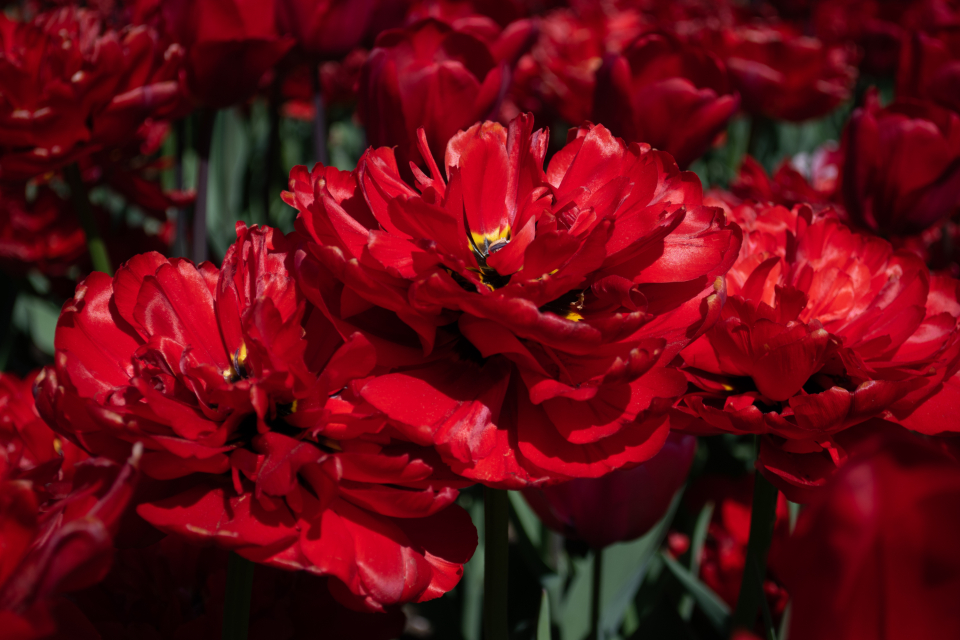 Flowers Garden