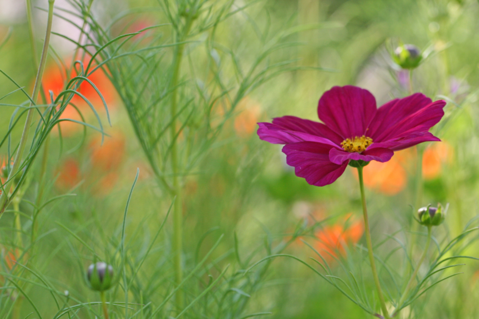 Flowers Garden