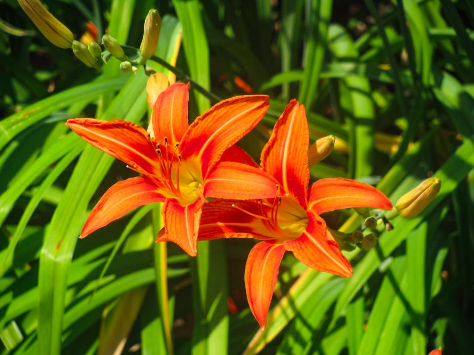 Flowers Garden