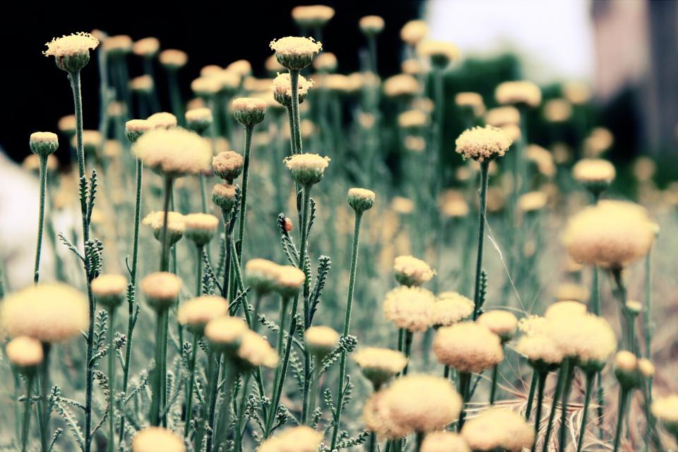 Flowers Garden