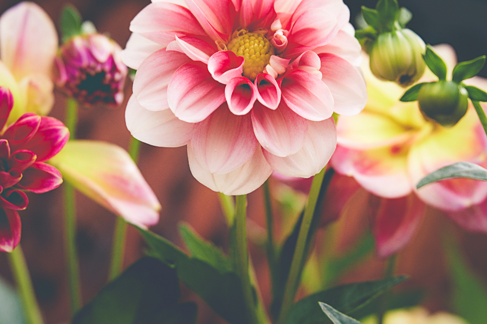 Flowers Garden