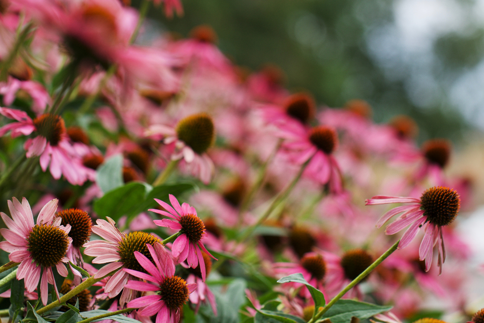 Pink Garden