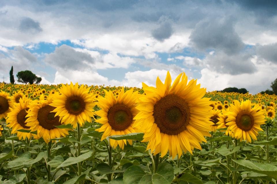 Sunflowers Garden