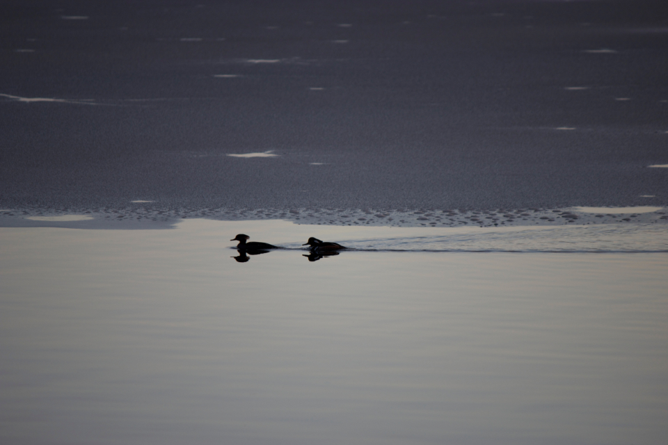 Birds Swimming