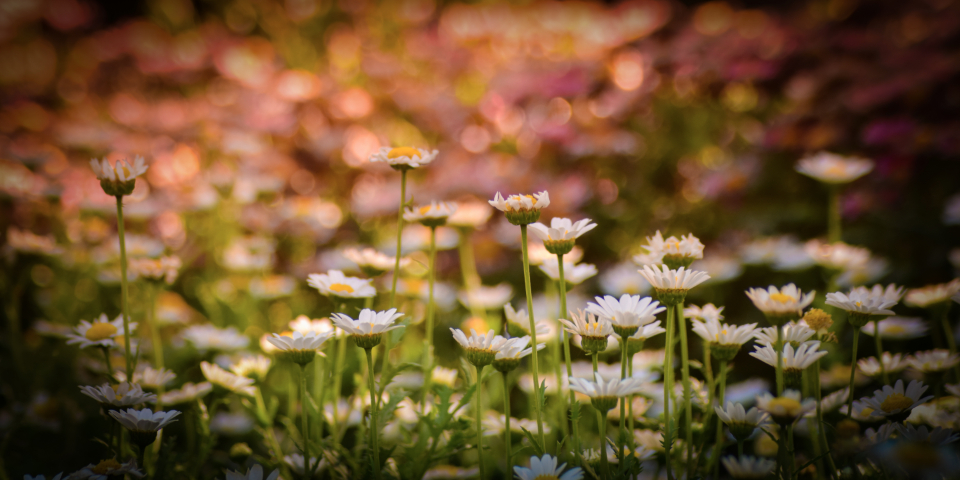 Flowers Garden