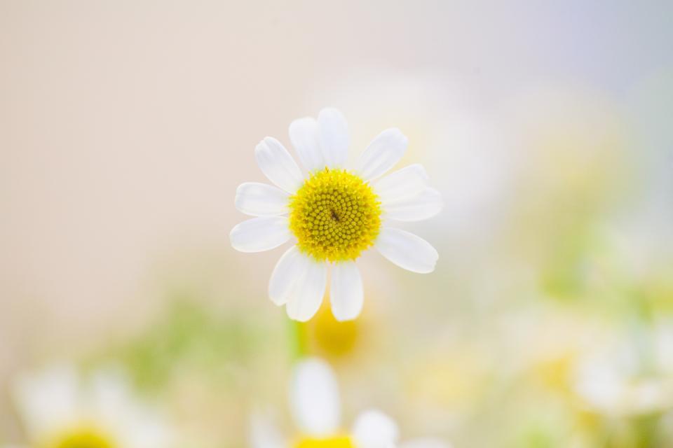 Garden Morning