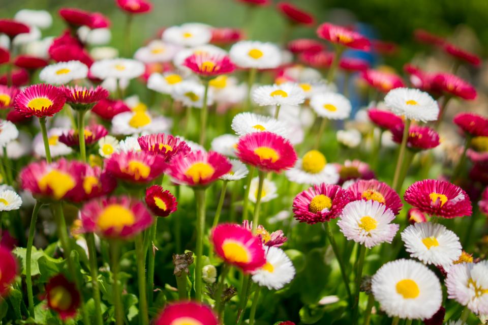 Flowers Garden