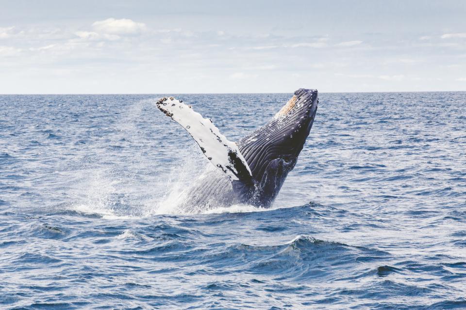Whale Fish