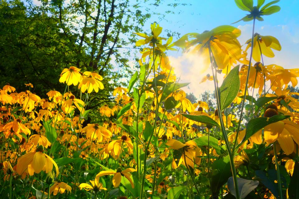 Flowers Garden